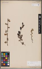 Foto von Salix aurita L.
